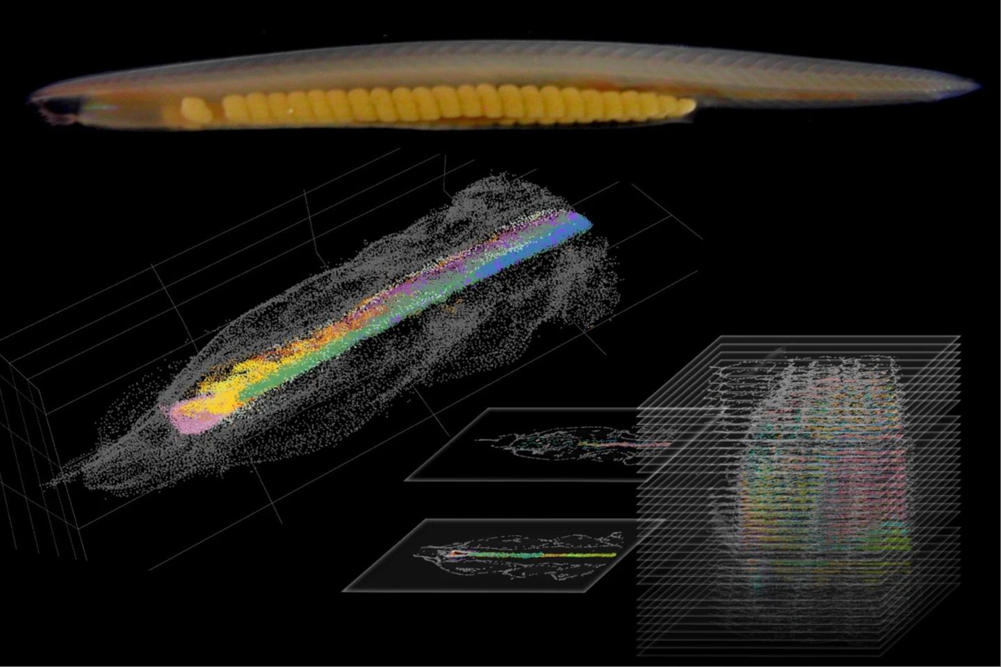 中研院建構「文昌魚3D大腦地圖」　提供人類大腦起源重要線索