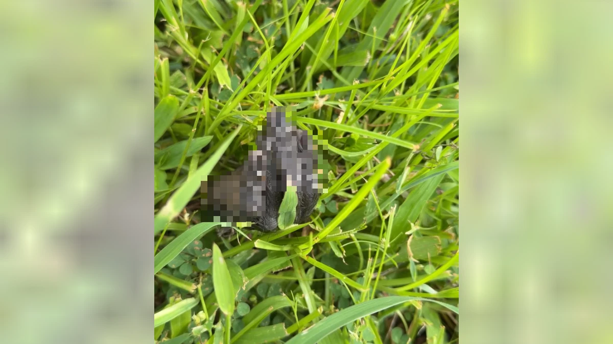 佳樂水驚見台灣獼猴遭斷掌！草叢留「新鮮手掌」嚇壞遛狗民眾　網怒：太變態