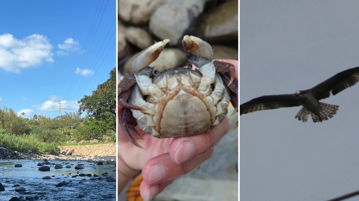 淡水公司田溪環境改善工程告捷！生物多樣性大增　原生魚蟹、穿山甲、魚鷹都回來了