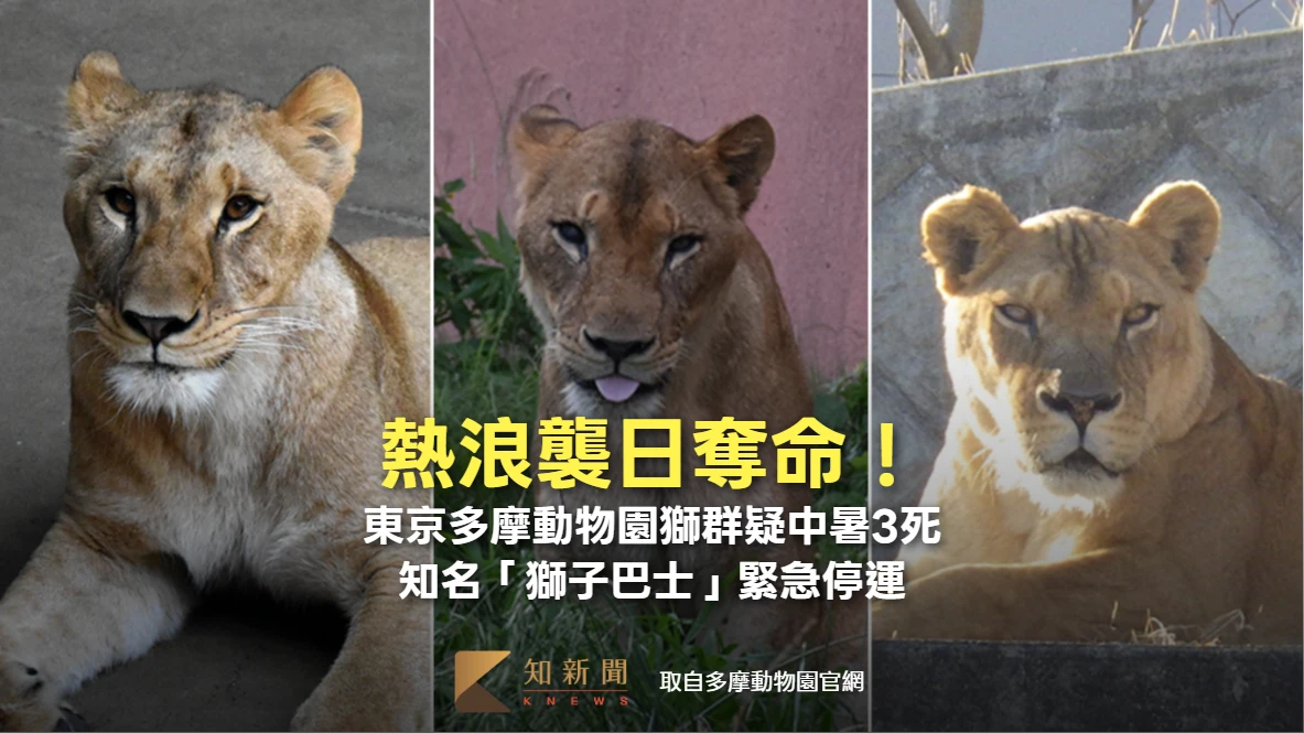 熱浪襲日奪命！東京多摩動物園獅群疑中暑3死　知名「獅子巴士」緊急停運