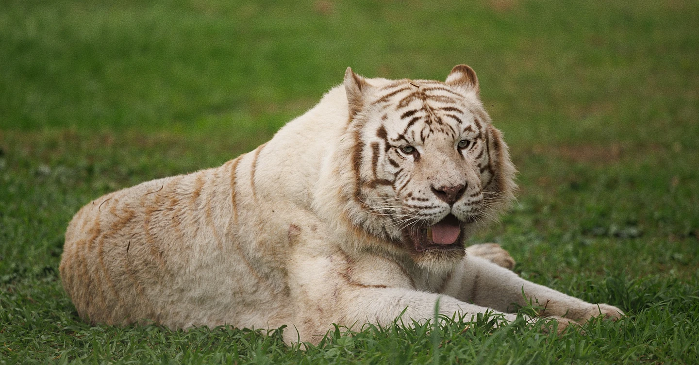 東京3獅被熱死！六福村揭3措施讓動物消暑　高溫破30度「猛獸籠車」擬減班停駛