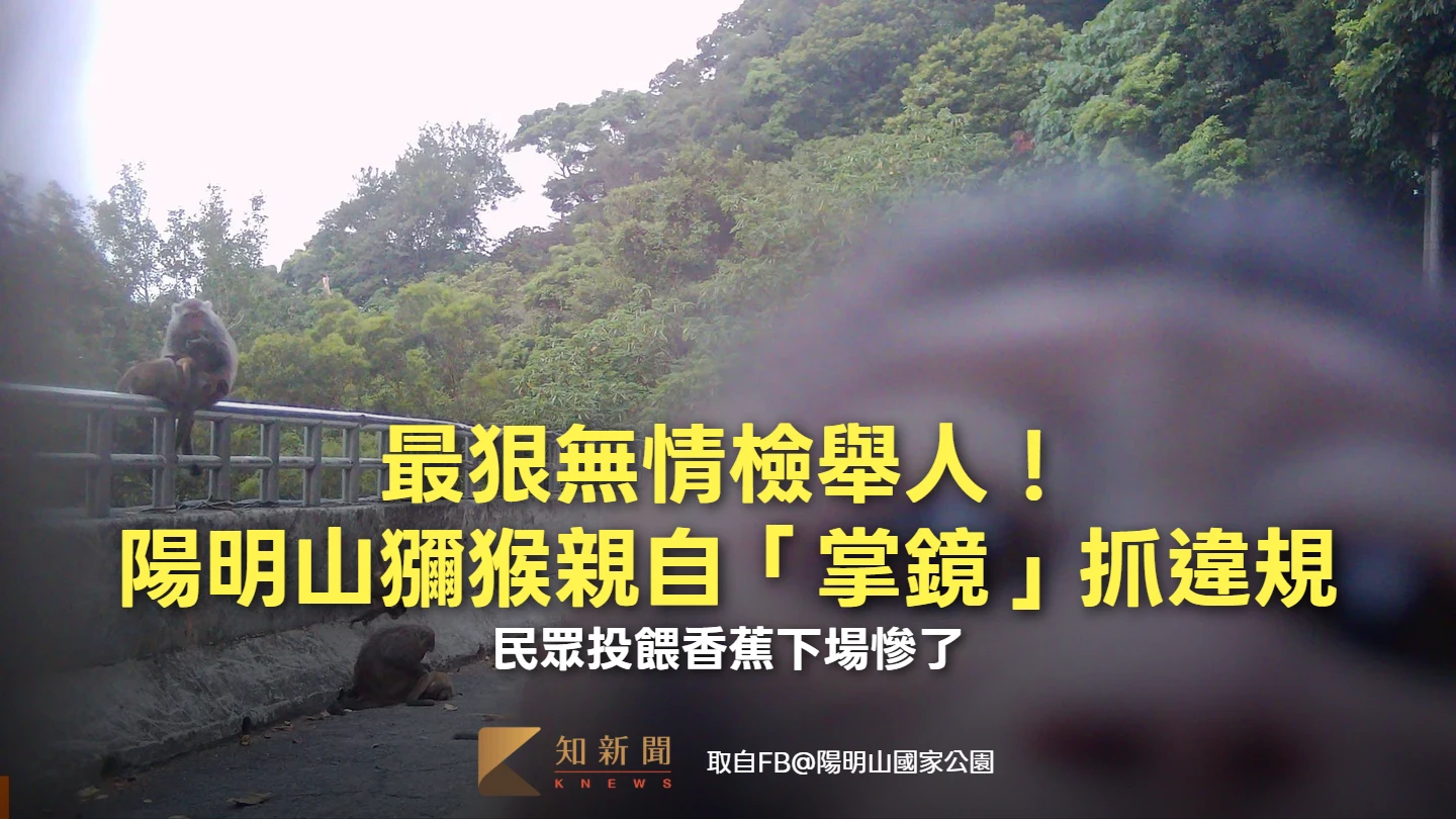 最狠無情檢舉人！陽明山獼猴親自「掌鏡」抓違規　民眾投餵香蕉下場慘了