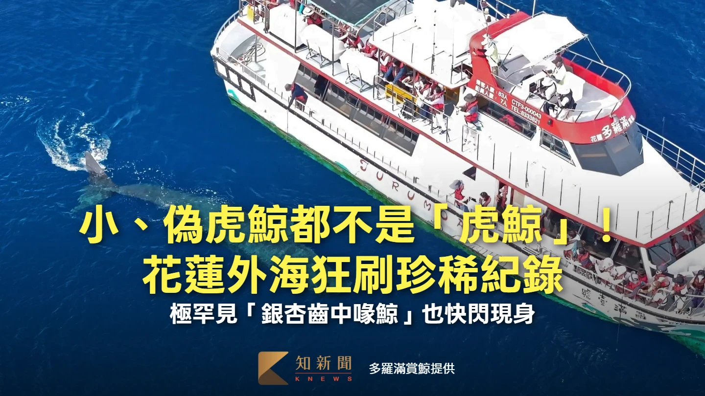 有片｜小、偽虎鯨都不是「虎鯨」！花蓮外海狂刷珍稀紀錄　極罕見「銀杏齒中喙鯨」也快閃現身
