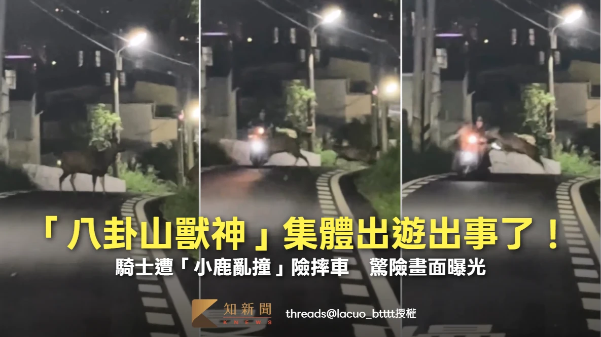 「八卦山獸神」集體出遊出事了！騎士遭「小鹿亂撞」險摔車　驚險畫面曝光