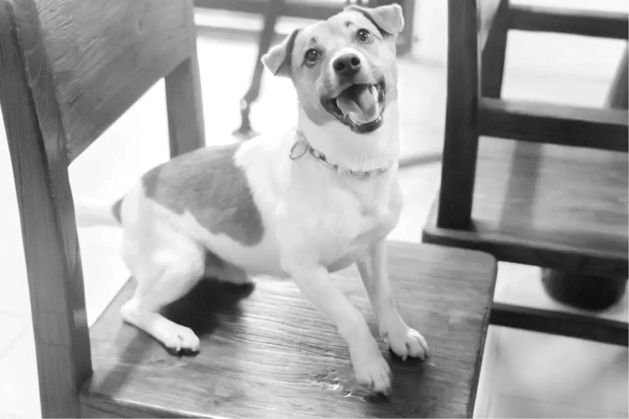搜救犬Wilson之死！議員曝調查「3個沒有」　被要求「公布死因」動物醫院回應了