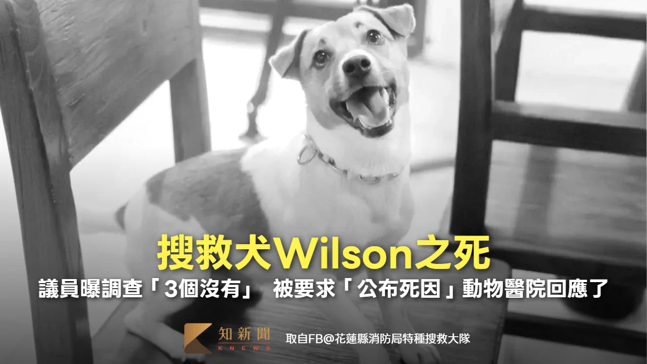 搜救犬Wilson之死！議員曝調查「3個沒有」　被要求「公布死因」動物醫院回應了
