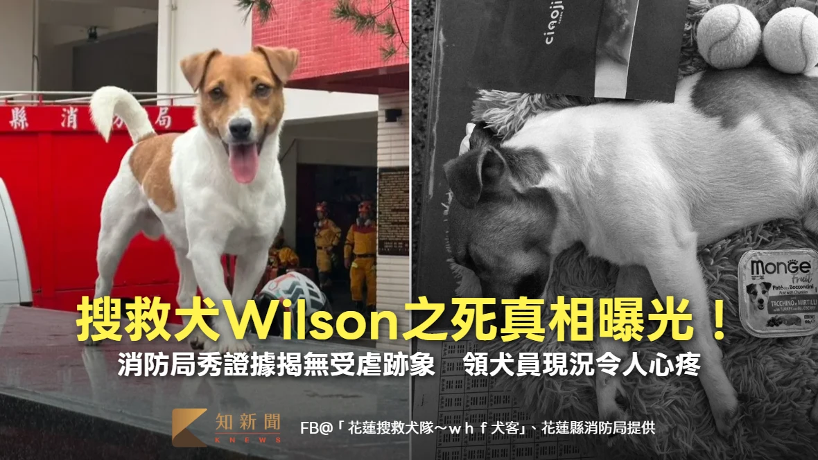 搜救犬Wilson之死真相曝光！消防局秀證據揭無受虐跡象　領犬員現況令人心疼