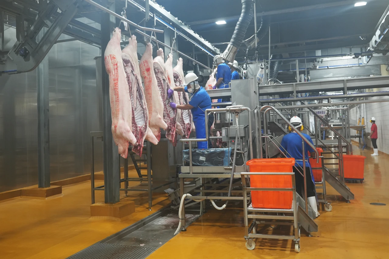 攜手全聯年賣6千萬豬肉！台畜砸30億打造全亞首座AI屠宰廠　5部機械手臂效率提升3倍
