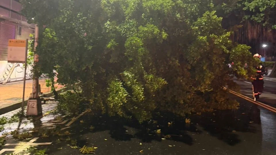 熱心清除道路樹枝「路樹突倒塌」！2警遭壓傷　驚險畫面曝　　