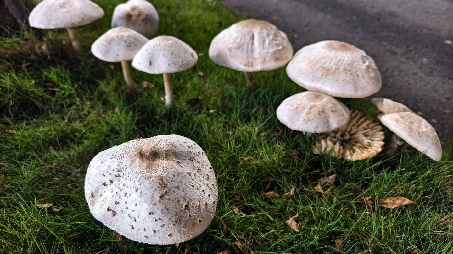 有片｜拔了又長！高雄分隔島「毒菇大爆發」　公園處揭不死祕密：地下藏大軍