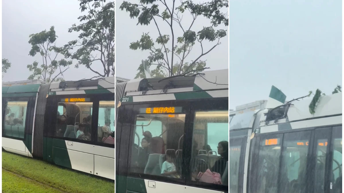 驚險畫面曝！高雄輕軌擦撞倒樹傾倒樹木　「車頂殼掀起」掛樹枝仍駛到下一站