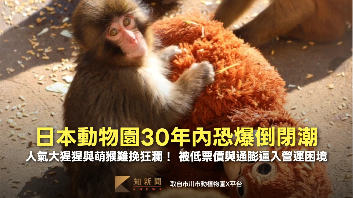 周末精選｜30年內恐爆倒閉潮！日本動物園陷存亡危機　明星小猴也難救財政