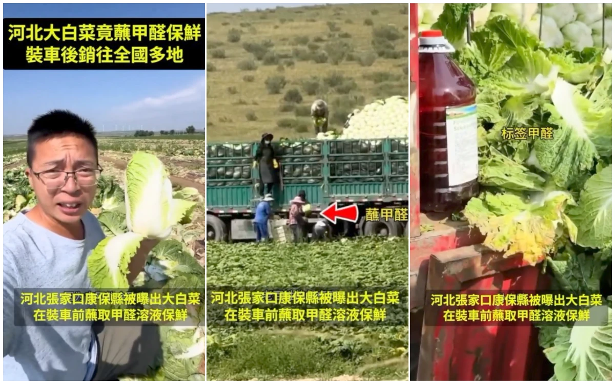「甲醛白菜」風暴現形片！直擊蘸致癌福馬林防腐　官方徹查流向