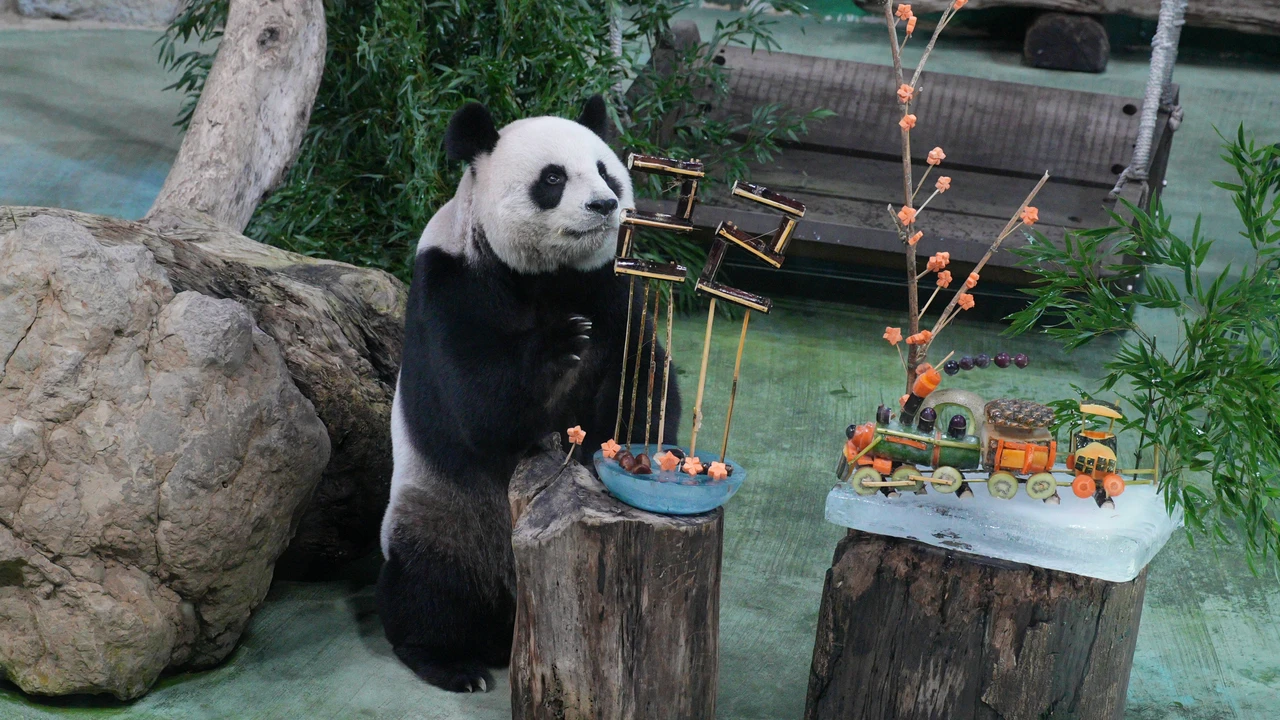 歡慶22歲！動物園特製「蔬果列車」生日大餐　大貓熊「圓圓」最愛啃甘蔗