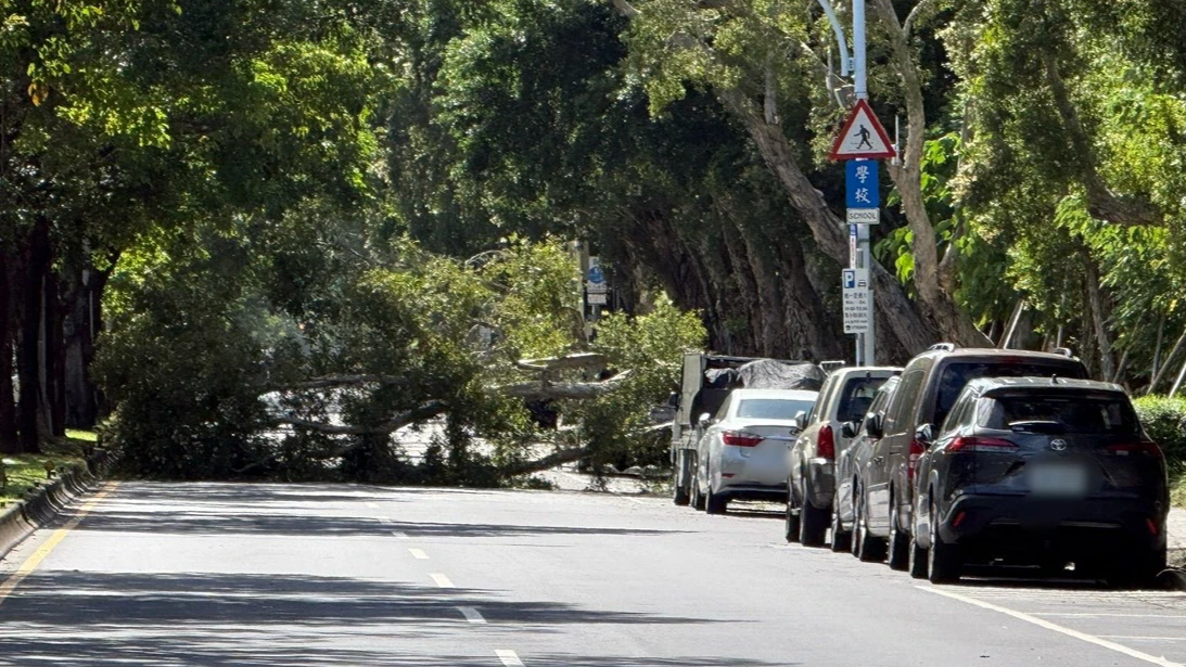 北市明水路路樹突倒塌！橫躺車道警徒手搬不動　公園處急派員到場