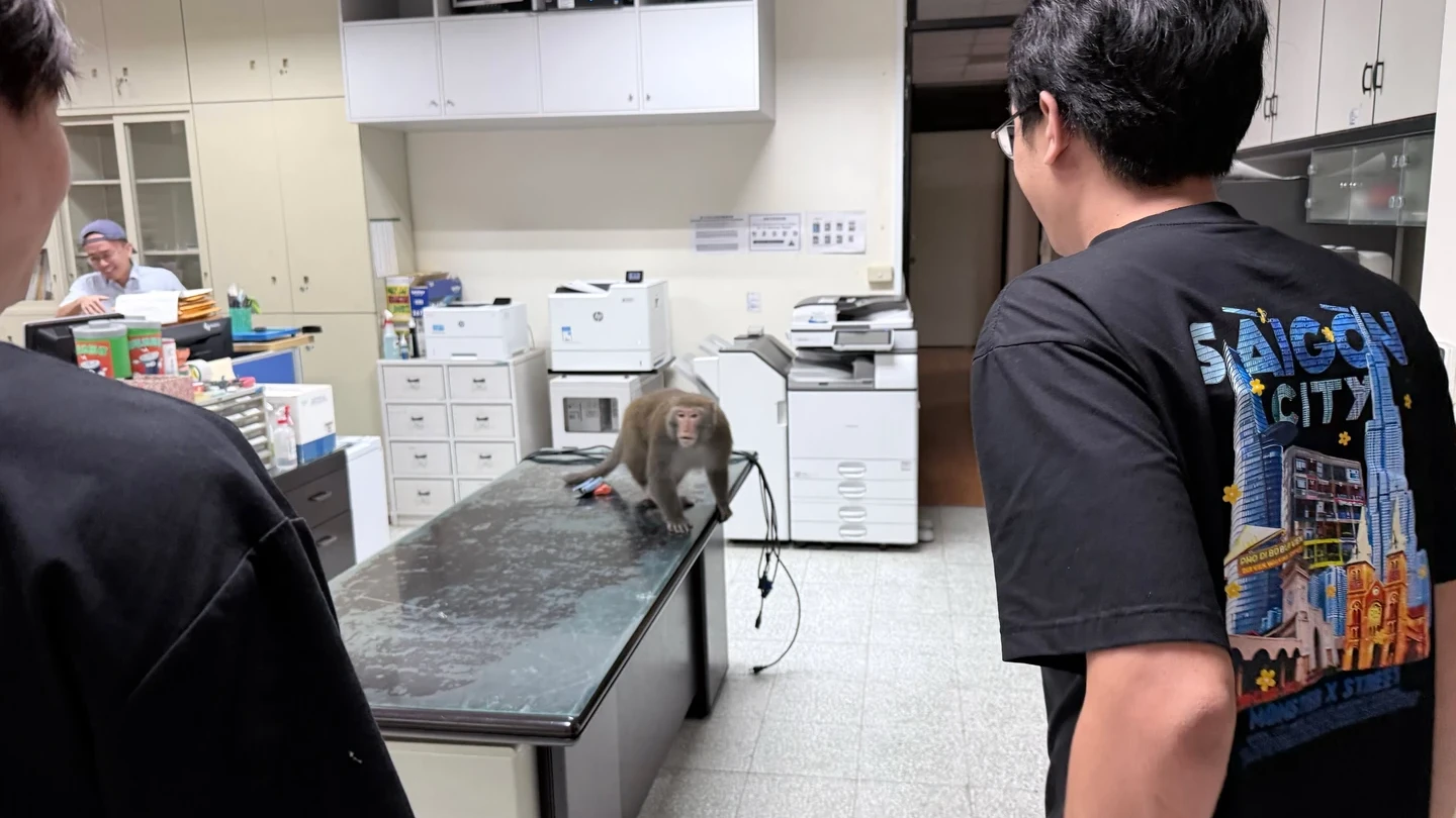 有片｜中山電機系遭獼猴闖入搶供品！叼飲料揪同夥落跑　網笑：快請「中山呂布」支援