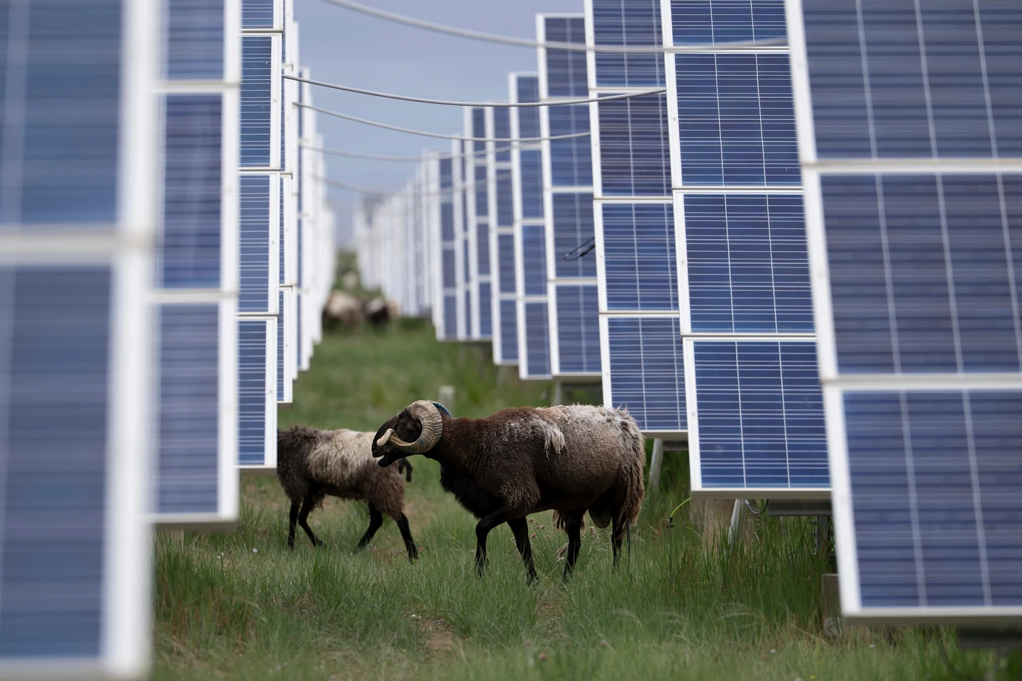 中國太陽能發電量創里程碑　佔發電總量達8分之1