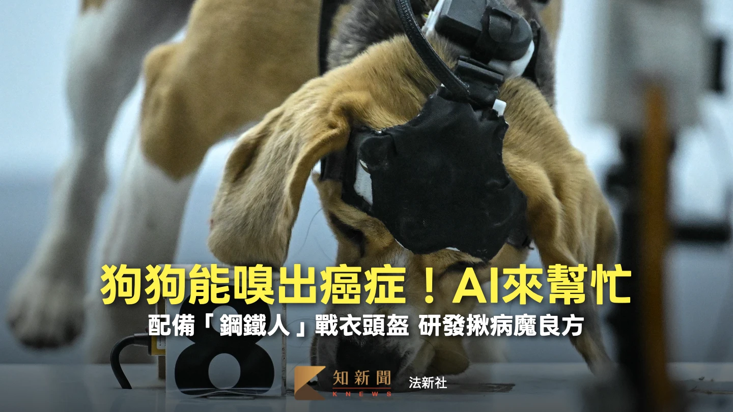 戴上「鋼鐵人」頭盔！狗狗嗅覺+AI技術　研發平價癌症篩檢良方