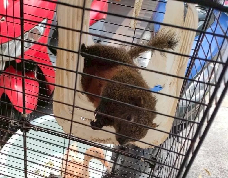 野外捉松鼠回家養！3飼主慘了　喊不知違法「最重罰30萬」