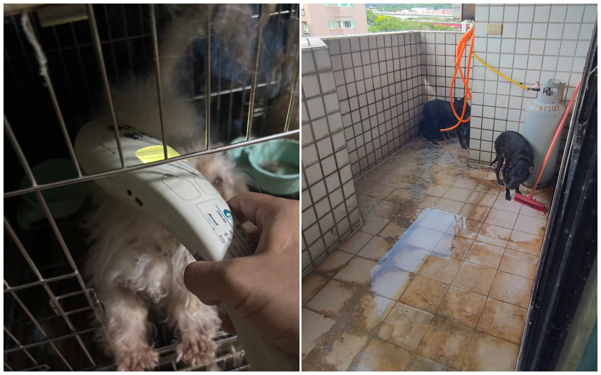 飼主入獄12隻名犬棄租屋！動保處急救援　新北首創「租屋寵物條款」防毛孩受害