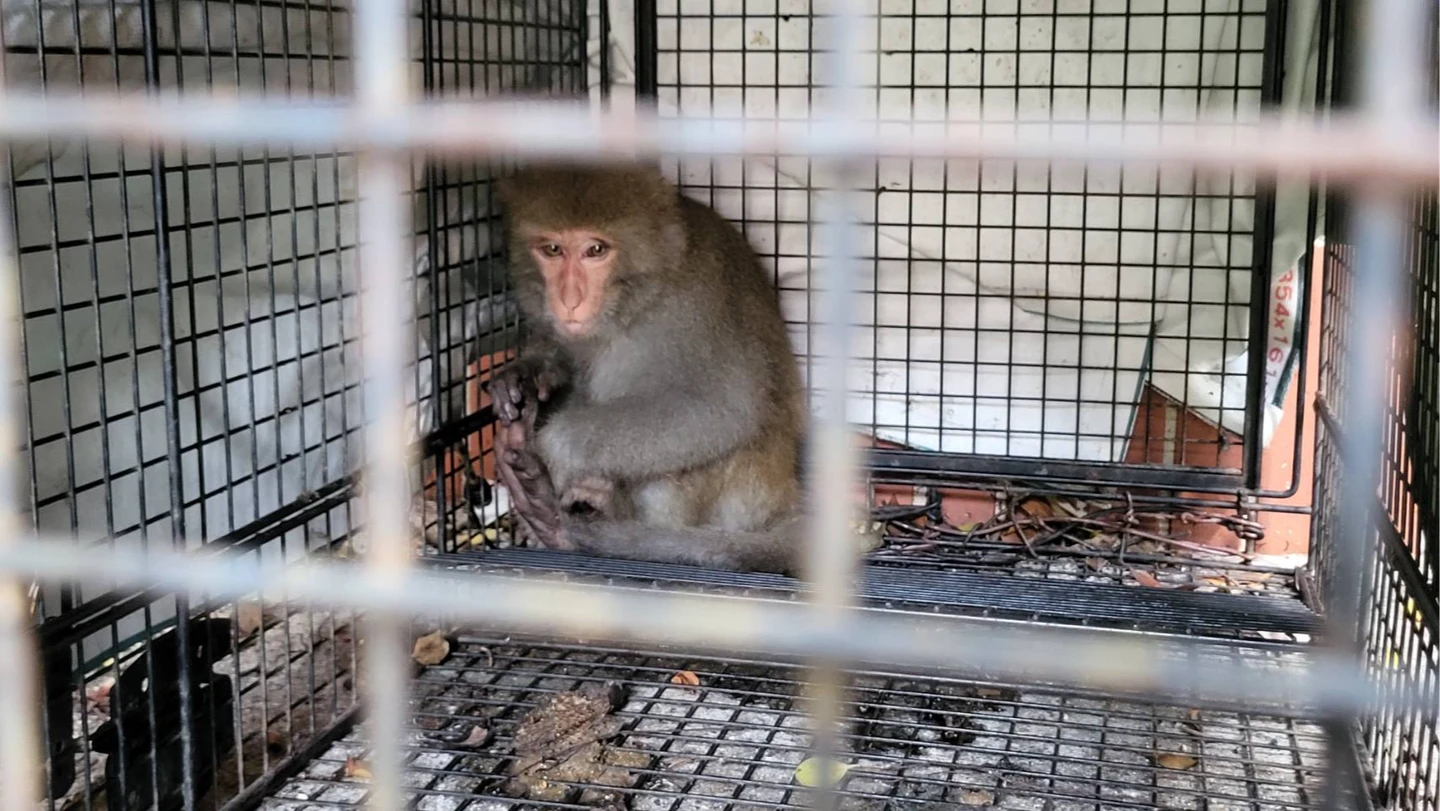 獼猴困中山大學捕捉籠！同伴在外「猴急救援」猛拉守護　畫面曝光