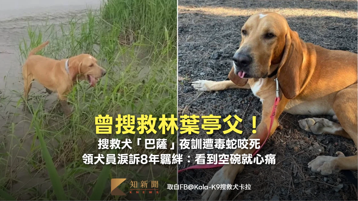 曾搜救林葉亭父！搜救犬「巴薩」夜訓遭毒蛇咬死　領犬員淚訴8年羈絆：看到空碗就心痛