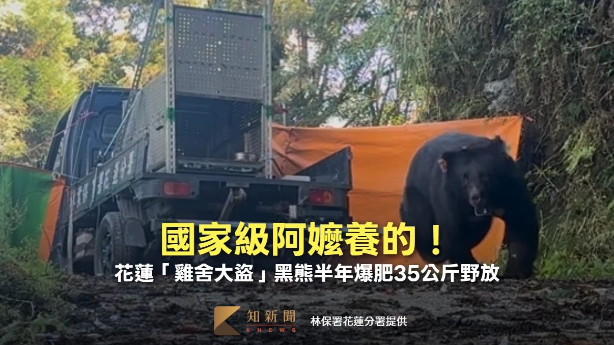 國家級阿嬤養的！花蓮「雞舍大盜」黑熊半年爆肥35公斤野放　官方撂話：再犯終身收容