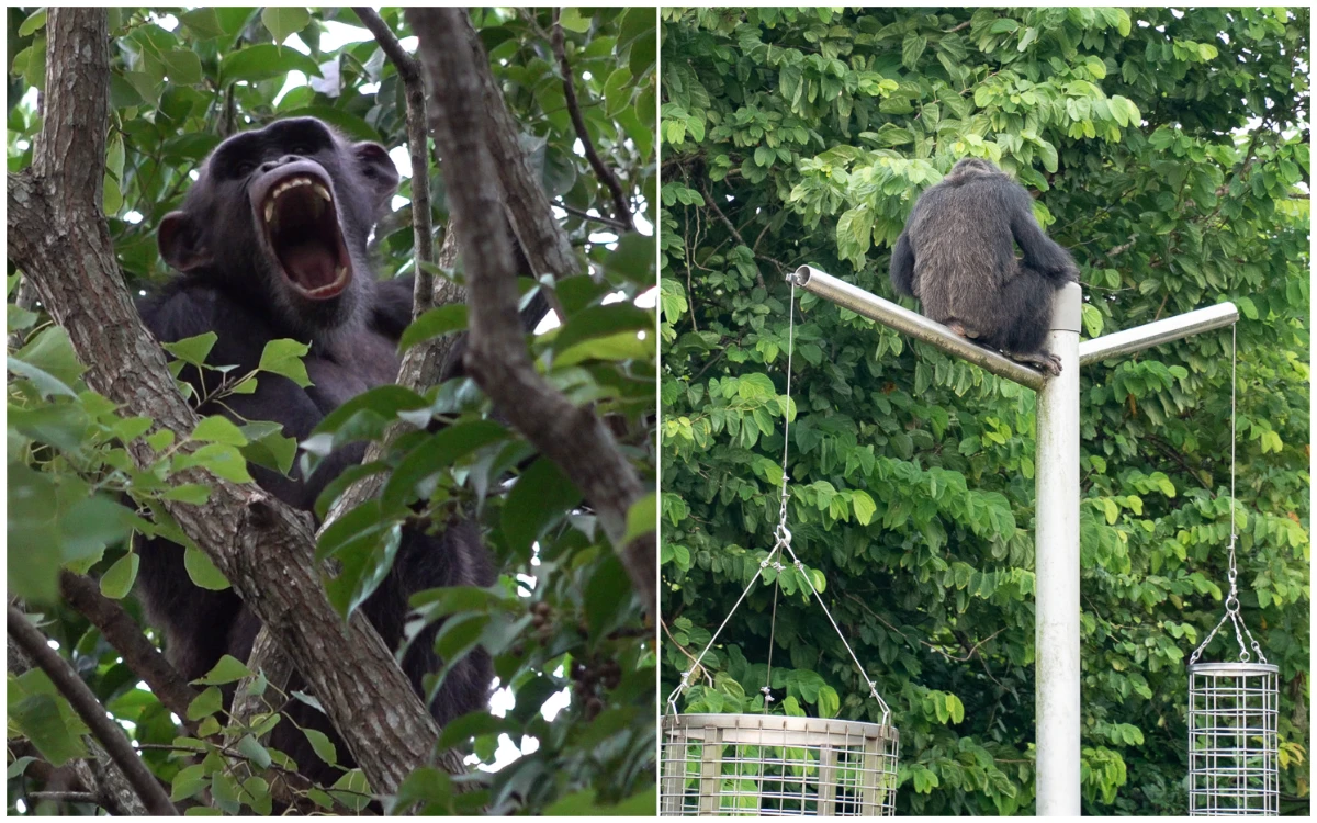 落網全紀錄｜黑猩猩父子「撞門越獄」　一隻找異性、一隻大吼害長頸鹿驚恐逃
