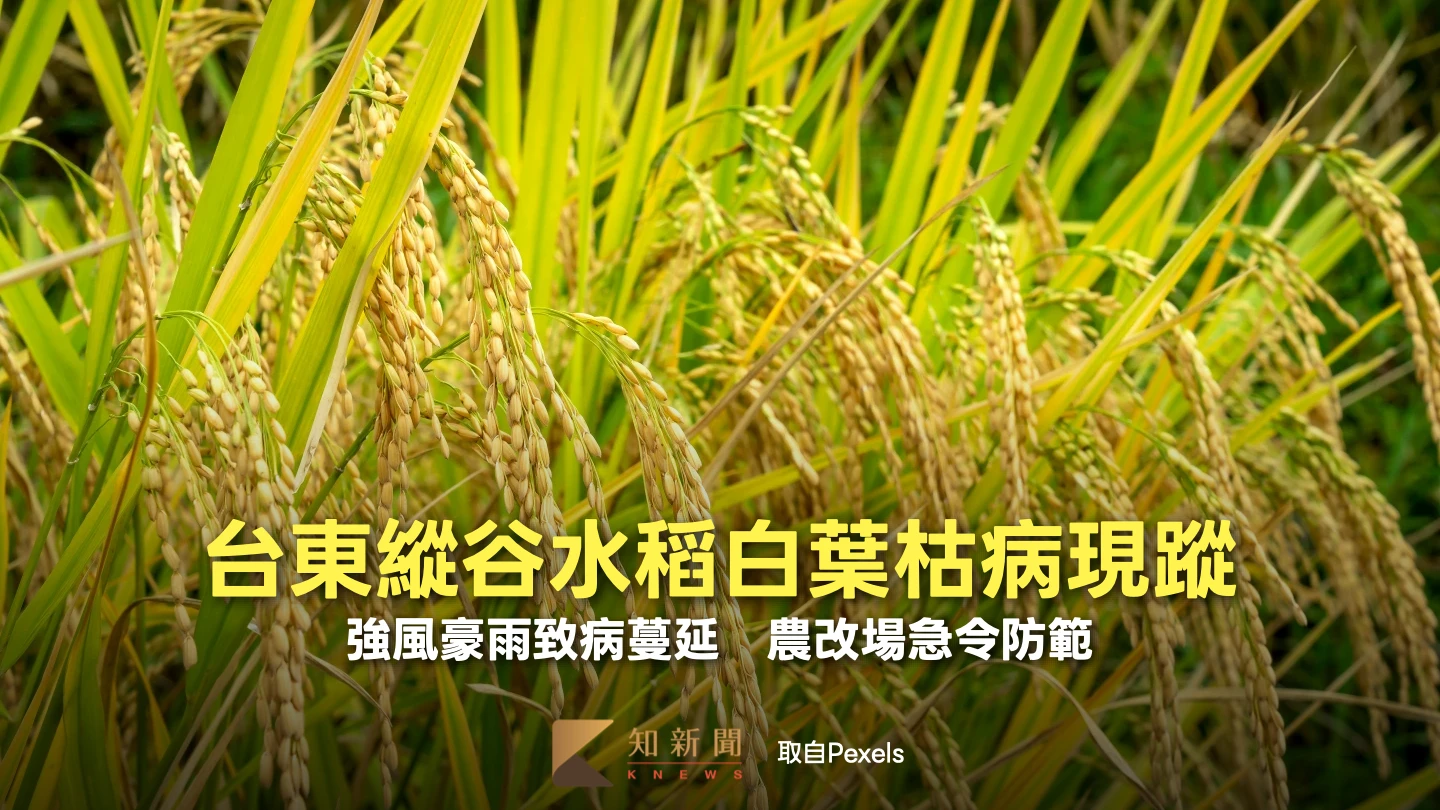 台東縱谷水稻白葉枯病現蹤！強風豪雨致病蔓延　農改場急令防範