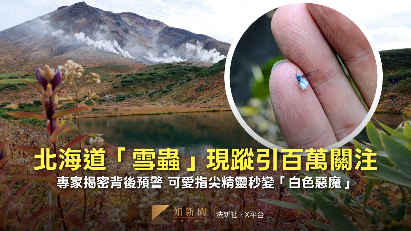 北海道「冬之使者」雪蟲現身　專家揭初雪預報關鍵時序！日網驚：太早了