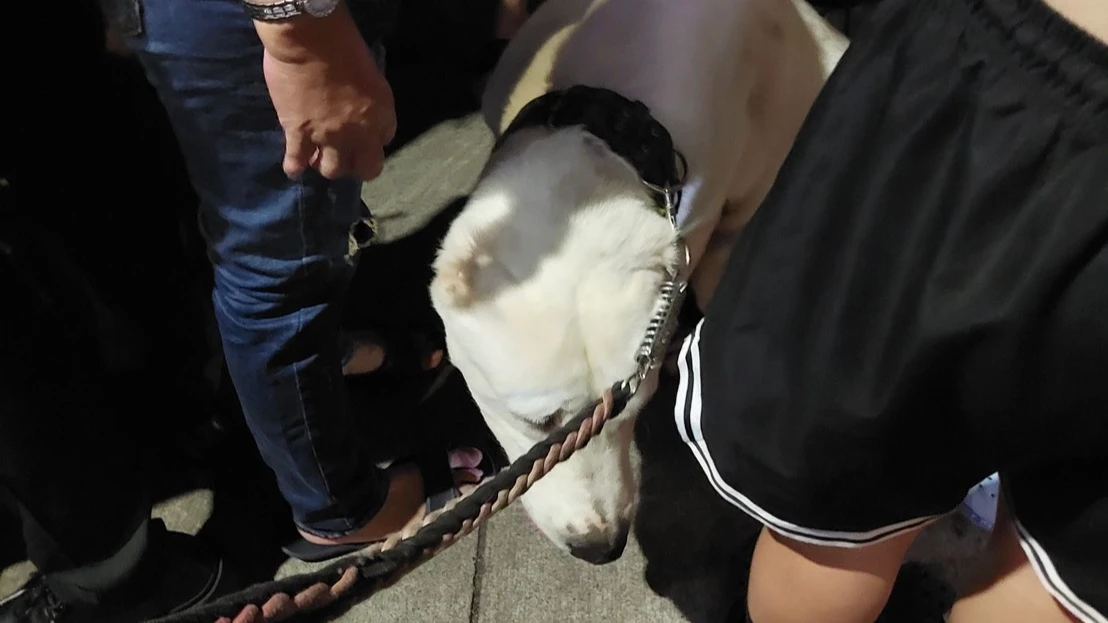 中亞牧羊犬逛瑞豐夜市嚇壞婦人！她崩潰喊「真的嚇到了」　警連勸：控制情緒