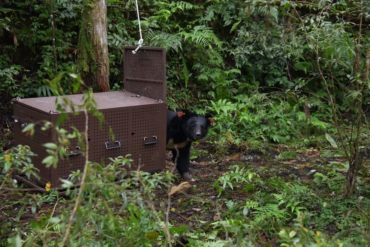 臺灣黑熊第一視角曝光！爬樹吃果實、獵小山羊　翻垃圾堆便當啃剩食