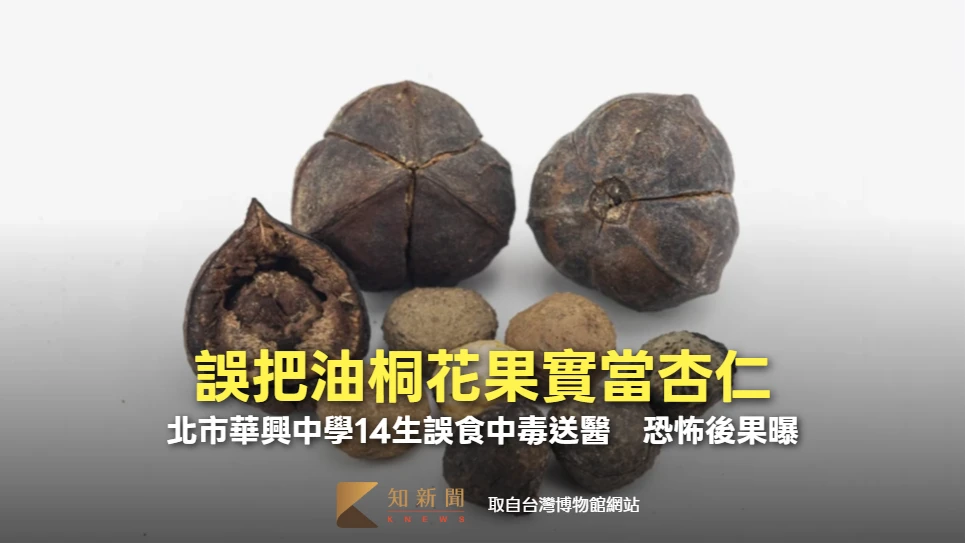 誤把油桐花果實當杏仁！北市華興中學14生誤食中毒送醫　恐怖後果曝