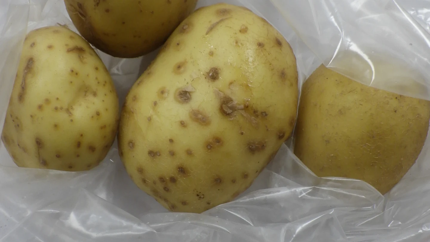 華元食品進口馬鈴薯檢出龍葵鹼超標　食藥署：已退運未流物市面