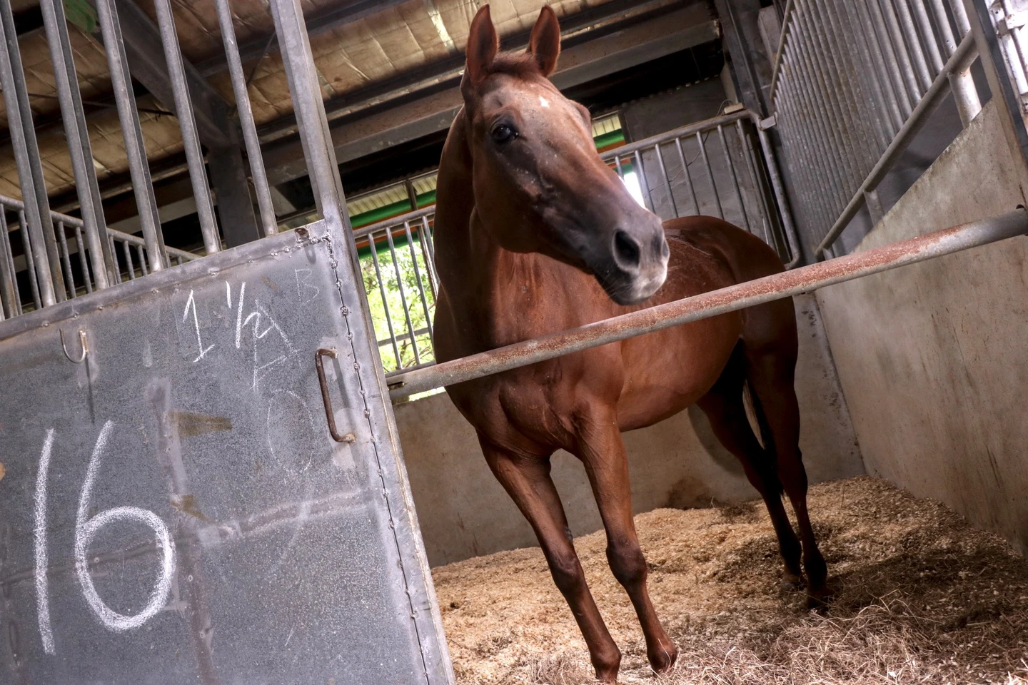 開箱國家馬場1｜57批駿馬只做救命血清不能騎　「馬界公務員」需服役12年