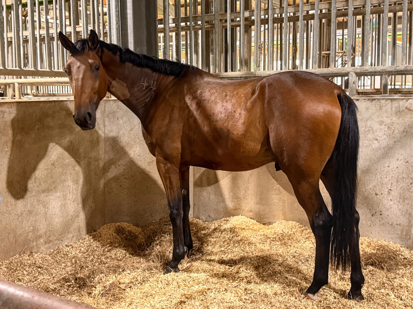 開箱國家馬場2｜血清馬的一生能救數千人命　直擊抗毒蛇血清產製過程
