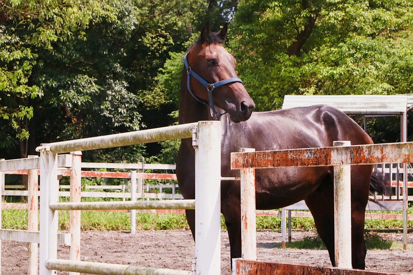 開箱國家馬場3｜血清馬住獨立套房、一天吃7餐！　「後宮成員」退休留場養老