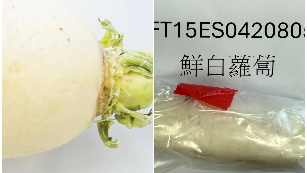 24公噸中國白蘿蔔芬普尼超標遭攔截！　近2年344.7公噸不合格