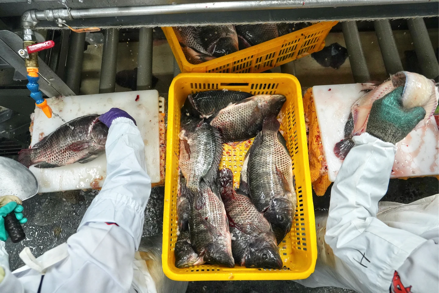 直擊｜洗刷烏龍誤檢污名！台灣鯛AI漁場首曝光　和全聯台大養40萬尾「護國神鯛」