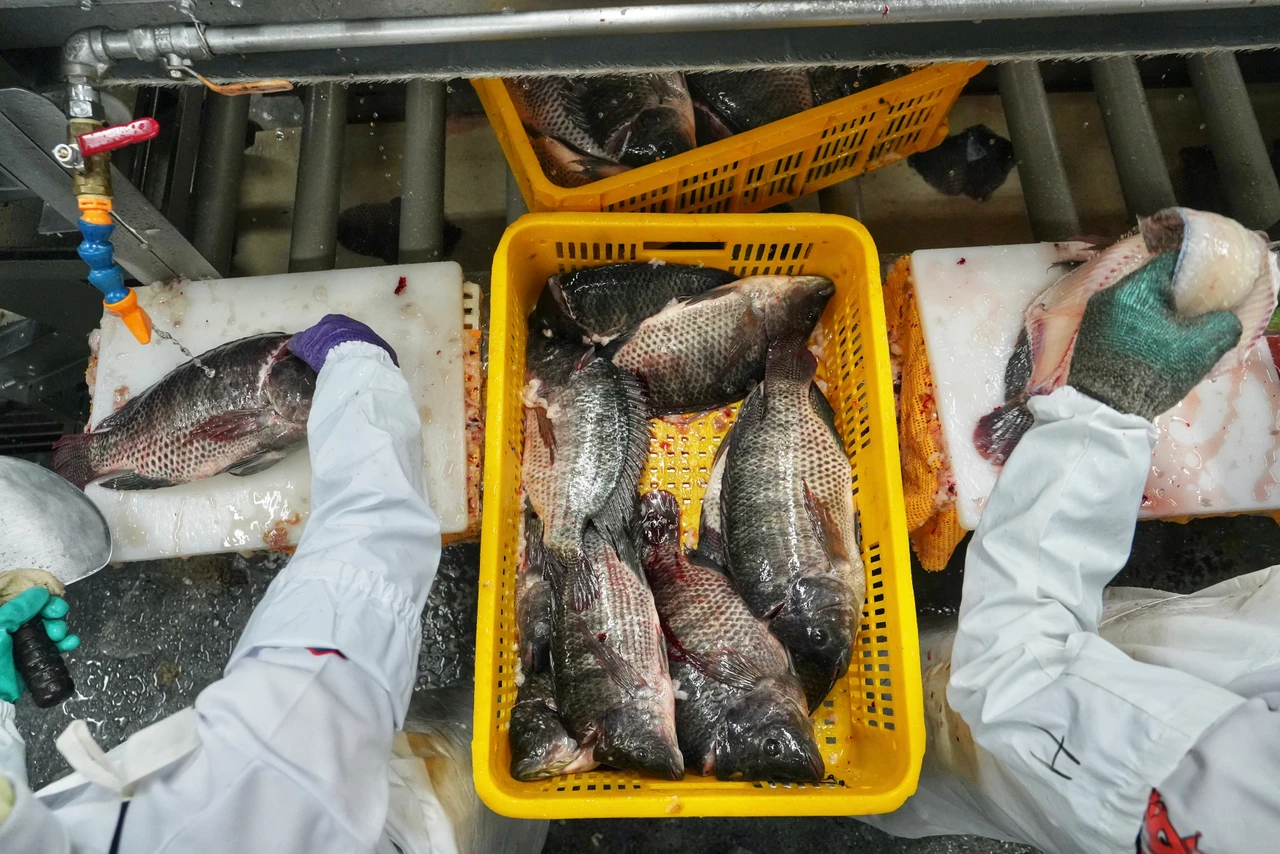全台首座台灣鯛「AI智慧養殖場」曝光！全聯、台大、口湖合作社聯手顧「護國神鯛」食安