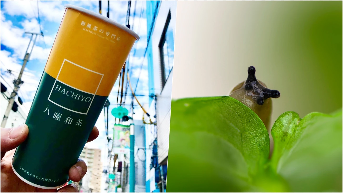 手搖飲驚見蛞蝓！他以為梅子卻驚「還在動」　八曜和茶道歉、門市停業