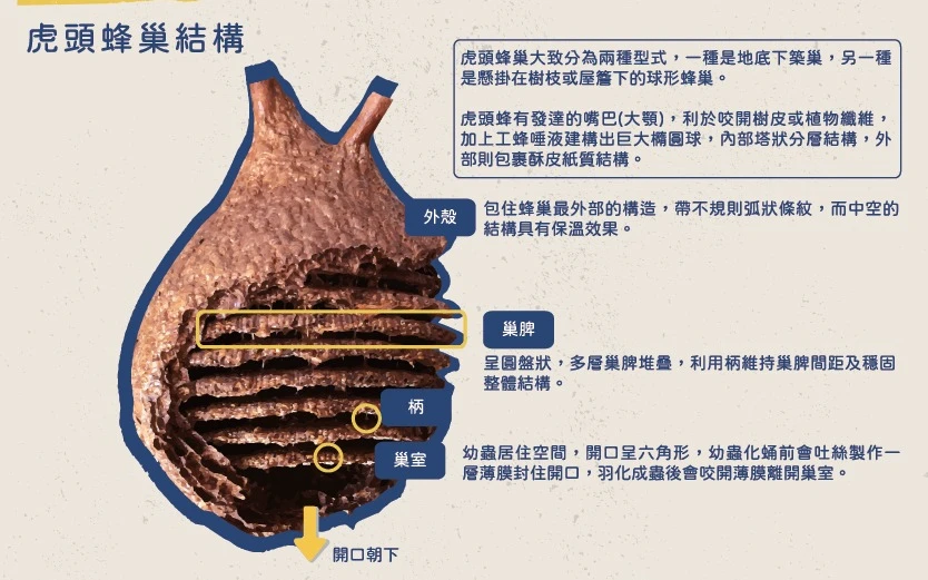 打開墓地鐵門遭蜂群狂襲　6人勘察墓穴！遭黑盾虎頭蜂螫傷送醫