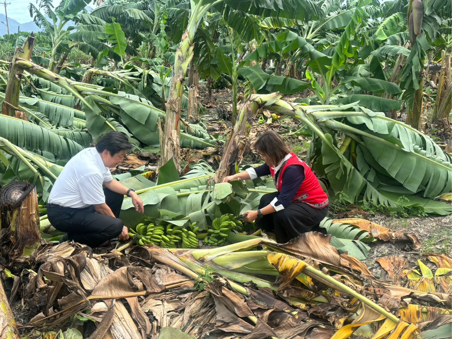傅崐萁勘災喊話政院「老農津貼每月1.5萬」　莊瑞雄：照顧農民要能長期兌現