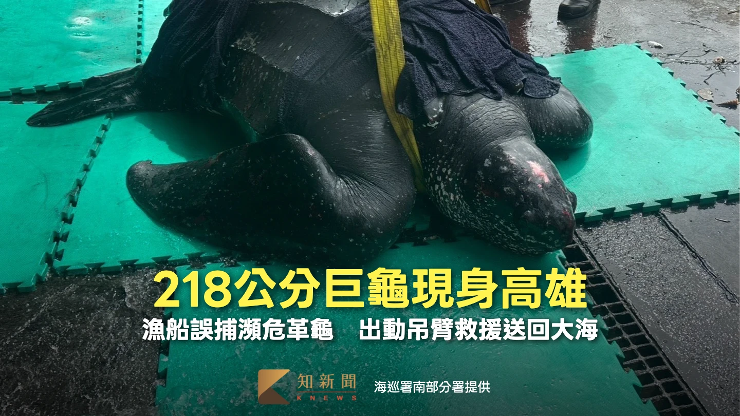 有片｜218公分巨龜現身高雄！漁船誤捕瀕危革龜　出動吊臂救援送回大海